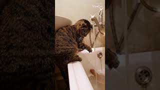 Как Помыть Кота