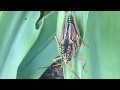 The Many Defenses of the Eastern Lubber Grasshopper