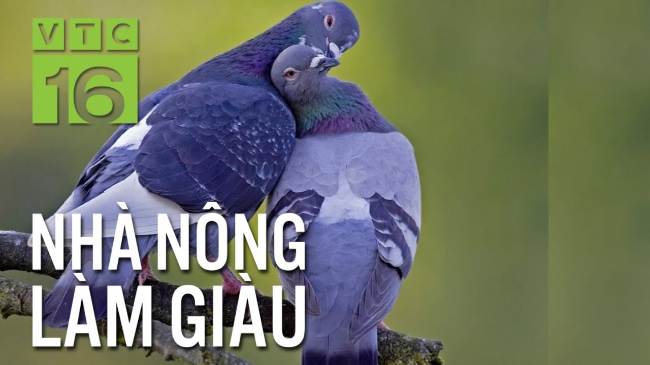 Bán giống bồ câu Pháp 300.000 đồng/1 cặp, nông dân lãi lớn | VTC16