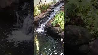 Air Terjun di Halaman Rumah | Kolam Koi | Taman Minimalis
