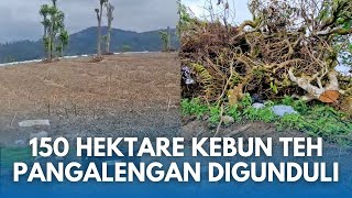 Download Lagu PANGALENGAN TERANCAM TENGGELAM! 150 Hektare Lahan Kebun Teh Digunduli Dialih Fungsi jadi Sayuran MP3