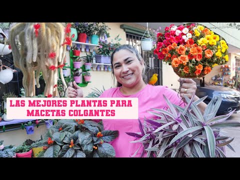 Video: Plantas para cestas colgantes: las mejores flores para cestas colgantes