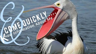 Everything You Wanted to know About Pelicans/ Pelicans Ruthlessly Gulping Down Other Animals