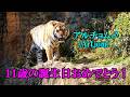 アルチョム(Artjom)くん、11歳の誕生日おめでとう! Happy 11th birthday,Artjom! Amur Tiger(アムールトラ) 多摩動物公園