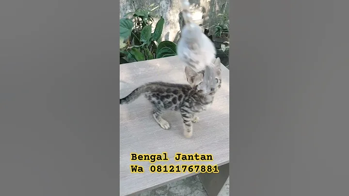 Video 4352611: bengalcat bengals cat kitten, catlover bengals bengalcat, brown bengal kitten, black bengal kitten