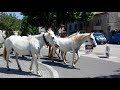 Ref:C6EQH5aToXU D�fil� de chevaux camargue � st. paulet de caisson 2018