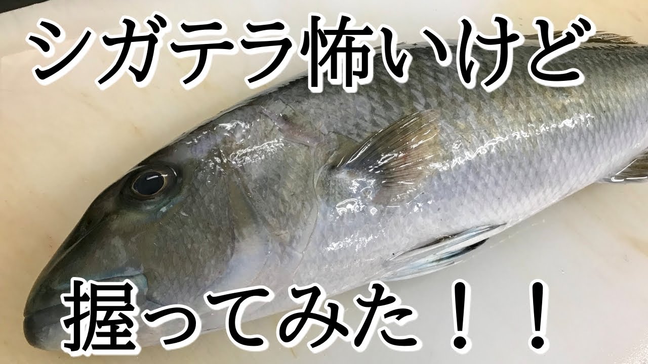 高級魚 アオチビキ はこんな魚 特徴や釣り方 美味しい食べ方をまとめてご紹介 暮らし の