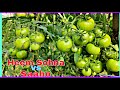 Hybrid tomato syngenta saaho vs syngenta him sohna  tamatar ki kheti  kheti  praveen thakur