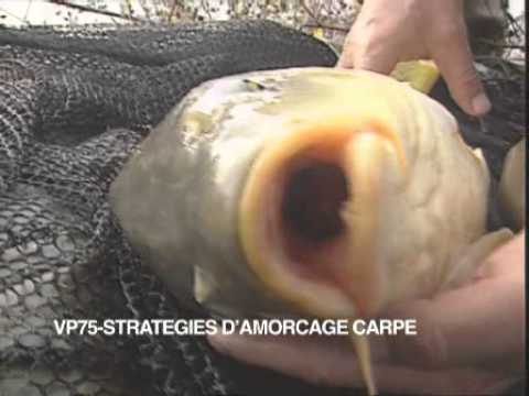 Maîtrise De Lamorçage De La Pêche à La Carpe Documentaire Français