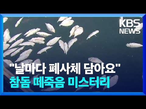 미스터리한 참돔 떼죽음…하나 둘 떠오르더니 &#39;줄폐사&#39; / KBS  2023.02.28.