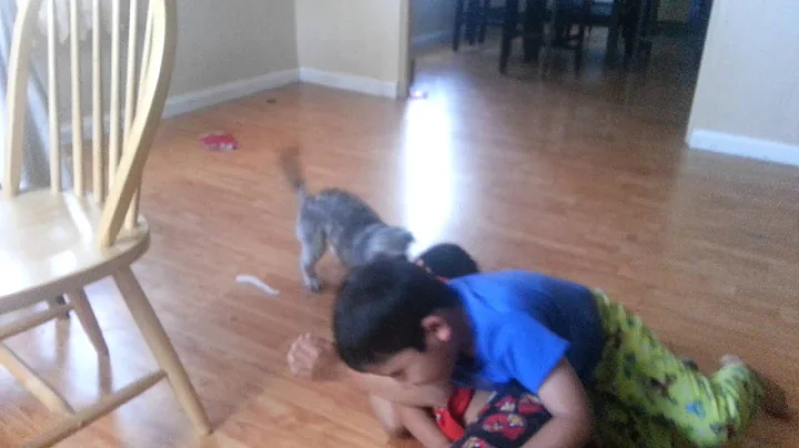 Never blow on a dog