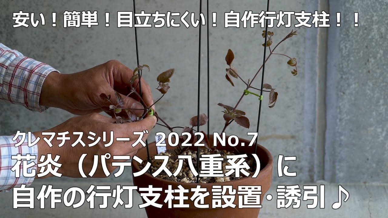 【クレマチスシリーズ2022　No.7】　～花炎（パテンス八重系）に自作の行灯支柱を設置・誘引～