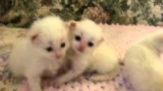 MVI-Ruby Litter- March 1/12._2560.AVI