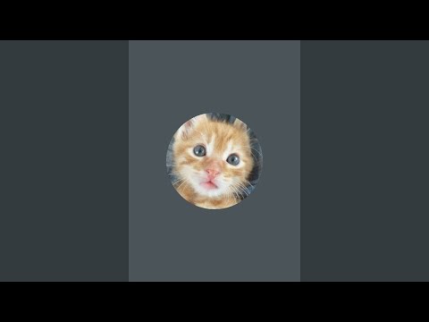 Kedi Limon kanalı canlı yayında