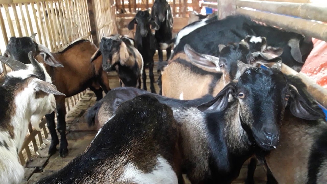 Pasar babelan..kambing kacang.. 