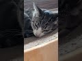 猫が寝ている途中ですけど🐱 - Cats Sleeping - #shorts #cat