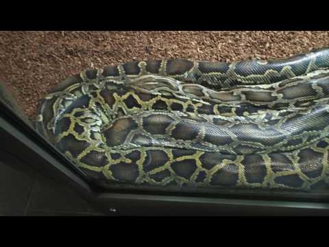 59 Python molurus bivittatus Elaphe taeniura Aquarium Berlin 2017