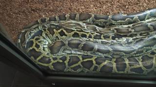 59 Python Molurus Bivittatus Elaphe Taeniura Aquarium Berlin 2017