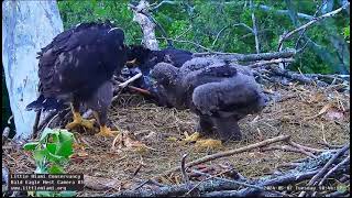 Little Miami Conservancy Bald Eagle Bette & Baker &LM5LM6LM7 Karmienie 07/05/2024 Floryda