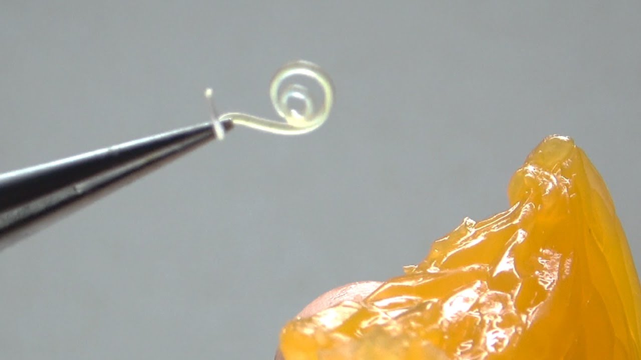 This is what happens when you put the parasite Anisakis on a