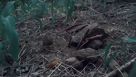 suab me nyuam ws quaj cuab tuaj zoo heev.tiếng chim cút con mồi chuẩn