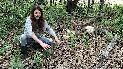 Forest Notes: Growing Peppers In Shade?!?