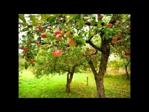 قصه شجره العطاء