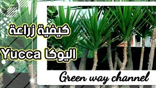 اليوكا نبات يتحمل الاهمال وقلة العناية ممتاز للمبتدئين بالزراعة  Care of Yucca plant