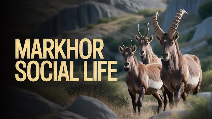 Markhor: King of the Mountains | The Pride of Pakistan | A Documentary