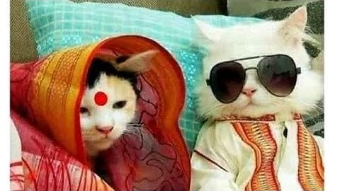 nibba nibbi funny chat😅😅