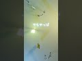 くつずれ/ハチワレ