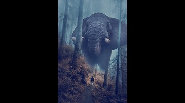 Forest Big elephant Photoshop Manipulation