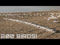 North Dakota Snow Goose Hunting (CRAZY 200 BIRDS)