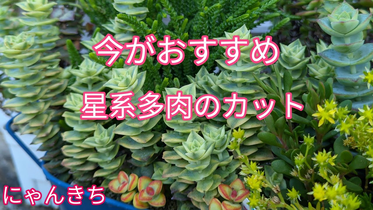 Succulents] Now is the time to cut star-shaped succulents - YouTube