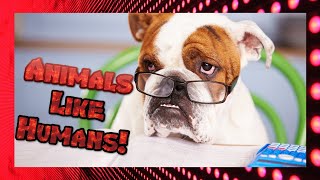 😂 FUNNY 🐰 ANIMALS BEHAVING Like 👨 HUMANS! by Animals for All 226 views 3 years ago 6 minutes, 28 seconds