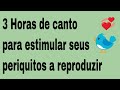 3h - Canto para estimular os periquitos reproduzirem mais rápido - 2018