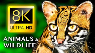 8K ЖИВОТНЫЕ И ДИКАЯ ПРИРОДА  8K УЛЬТРА HD