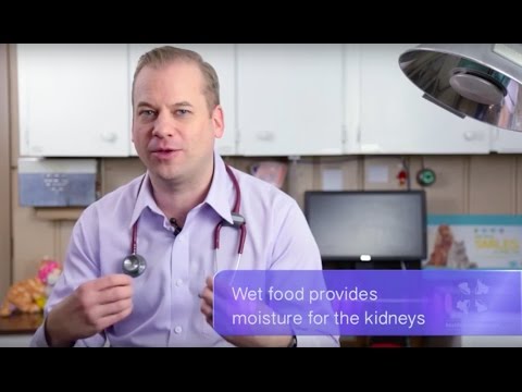 Video: Is It Possible To Soak Dry Food For Cats And Cats: Features Of Soaking For Adult Animals And Kittens, Recommendations Of Veterinarians