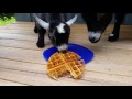 Pygmy Goats Waffle Adventure