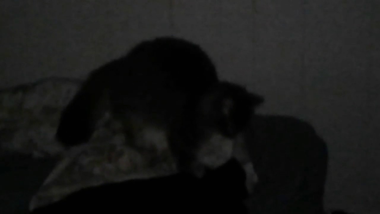 A cat humping a blanket YouTube