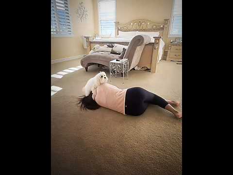 What did the American cat do? 😱 America #trending #shortsfeed #amazing #america #shorts #viralvideo