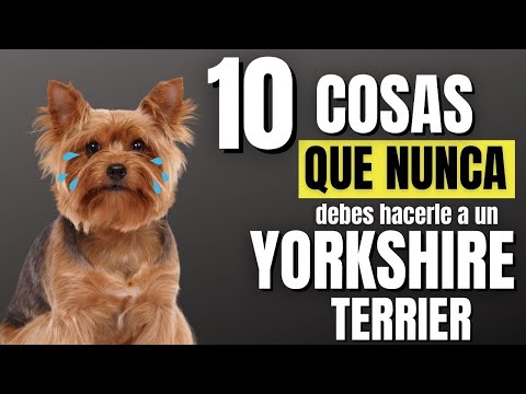 Video: 10 impermeables brumosos para mantener seco tu perro