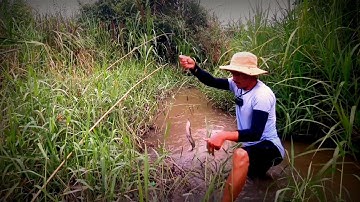 Câu cá Suối | điểm câu cá chạch - bất ngờ đụng cá to kéo 2 lần rút vào cỏ