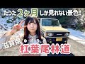 【レア林道】二ヶ月間しか走れない！待ち焦がれた杠葉尾線ドライブ【滋賀県】