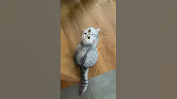Как расшифровать кошачье мяуканье #shorts #кошка #кот