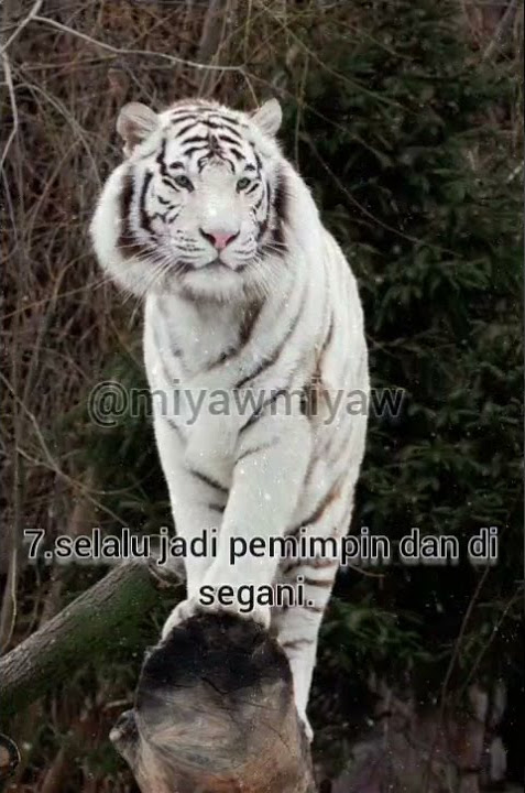 story wa macan putih