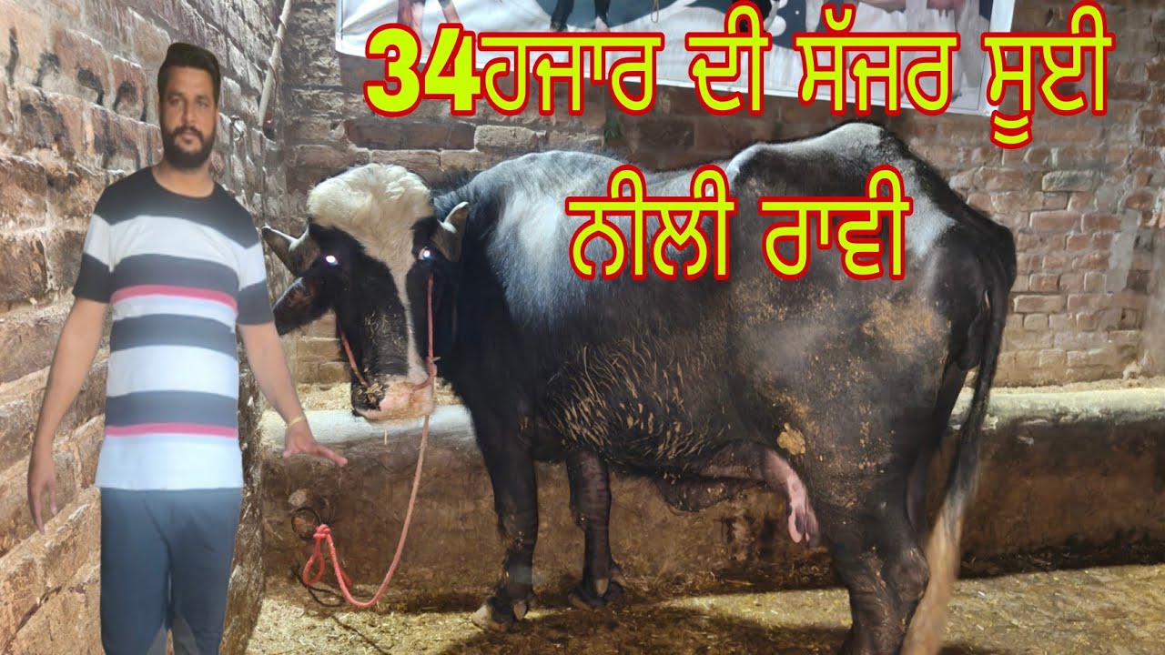 ਫੋਨ ਨੰਬਰ 9814115261 ਸੱਜਰ ਸੁਈਆ ਝੋਟੀਆਂ 