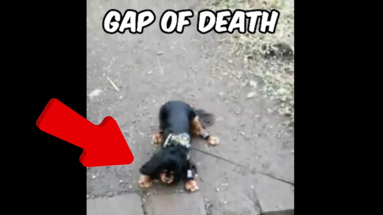 Best Of Cats And Dogs Home Compilation February 2025