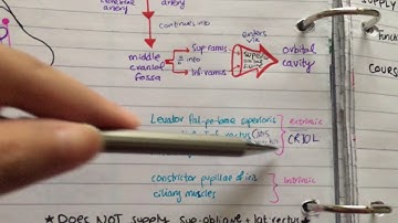 Occulomotor Nerve Path + Lesions| Cranial nerves MADE EASY