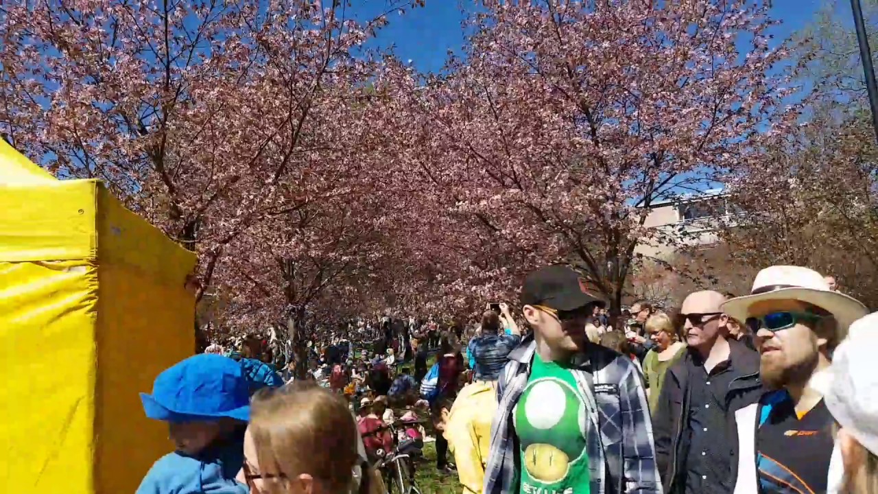 Spring/hanami/helsinki/2017 G